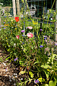 Wildblumenwiese am Gartenzaun mit Mohnblumen und Kornblumen