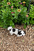 Kleiner Hund im Garten vor blühenden Zinnien