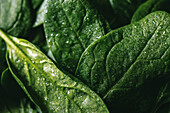 Spinach leaves with water droplets