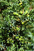 Junger Wacholderstrauch (Juniperus) mit grünen Beeren am Zweig