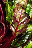 Red-stemmed chard leaves