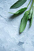 Sage leaves on a grey background