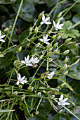 Wilde Sternhyazinthe im Frühlingsgarten