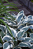 Funkie (Hosta) mit weiß-grünen Blättern im Garten