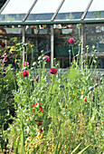 Mohnblumen (Papaver) vor Gewächshaus im Sommergarten