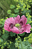 Rosafarbene Mohnblume im Sommergarten