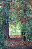 Pfad durch herbstliche Bäume und Sträucher