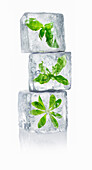 Ice cubes with enclosed basil, mint and woodruff