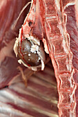 Lamb kidney on lamb half