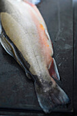 Arctic char