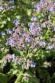 Flowering borage