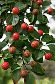 Cornus kousa Weisse Fontäne