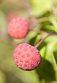 Cornus kousa Wietings Select