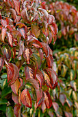 Cornus kousa Gold Star