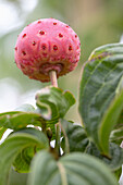 Cornus kousa Satomi