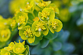 blühende Walzen-Wolfsmilch (Euphorbia myrsinites)