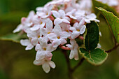 Blüte des Judds Schneeball (Viburnum x juddii Rehder)