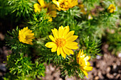 Blühende Frühlings-Adonisröschen (Adonis vernalis, Frühlings-Adonis, Adonisröschen)