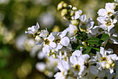 blühende Chinesische Blumenspiere Rehder (Exochorda racemosa), Chinesische Radspiere, Sparrige Prunkspiere, Weißer Fleddisch)