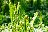 Borstiger Schildfarn (Polystichum setiferum), Grannen-Schildfarn, Farnwedel beim Ausrollen im Garten