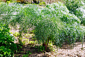 Riesenfenchel (Ferula communis), Gemeines Steckenkraut, Gewöhnliches Rutenkraut)