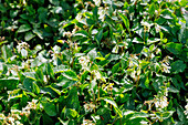Kriechender Beinwell (Symphytum ibericum) mit Blüten