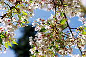 blühende Zwerg-Kirsche (Prunus lannesiana E. H. Wilson var. speciosa), Blütenzweig, Portrait