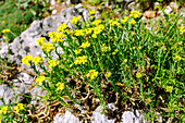 Blasenschötchen (Alyssoides utriculata, Schlauch-Kugelschötchen)