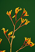 Yellow flowers of the kangaroo paw (Anigozanthos)