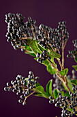 Zweig des Ligusters (Ligustrum) mit schwarzen Beeren vor lila Hintergrund