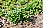 Eisenkraut Salbei (Salvia verbenaca, Eisenkraut-Salbei ) im Kräuterbeet im Garten