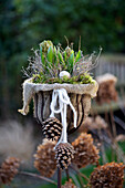 Plant cup with hyacinths (Hyacinthus), pine cones and moss