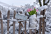 Tulpen (Tulipa) in alter Milchkanne am verschneiten Holzzaun