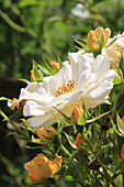 Historische Rose 'Gislaine de Feligonde' (Rosa), Blüte am Strauch