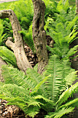 Ostrich fern, funnel fern, (Matteuccia struthiopteris)