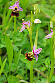 Bee orchid (Ophrys apifera), wild orchid