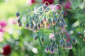 Bulgarian leek (Allium Bulgaricum), flowering in the garden