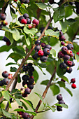 Strauch mit Beeren, Früchte der Felsenbirne (Amelanchier)
