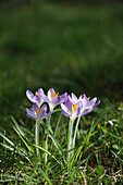 Elfenkrokusse (Crocus) in der Wiese