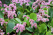 Blühender Bergenienstrauch (Bergenia)