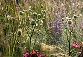 Agavenblättrige Mannstreu (Eryngium agavifolium), Edeldistel in der Wiese