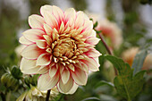 Dahlie 'Polka' (Dahlia) im Beet, Blütenportrait