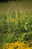 Ginster (Genista lydia), Brandkraut (Phomis russeliana), gelbe Indigo Lupine (Baptisia) 'Lemon Meringue'