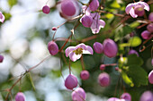 Rosa blühende Prächtige Wiesenraute (Thalictrum rochebrunianum), Blütenportrait