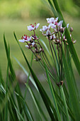 Einheimische Schwanenblume (Butomus umbellatus) am Gartenteich