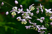 Blühende Wiesenraute (Thalictrum delavyi), Blütenkerze im Portrait