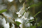 White bellflower (Campanula alliarifolia), flowering portrait, perennial for partial shade