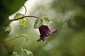 Violette Glockenrebe (Cobaea scandens), Glockenwinde, am Strauch, close-up
