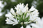 White African lily (Agapanthus africanus), flower portrait