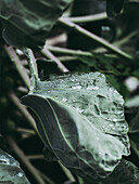 Cabbage leaves with water droplets